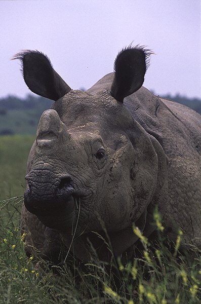 Носорог индийский